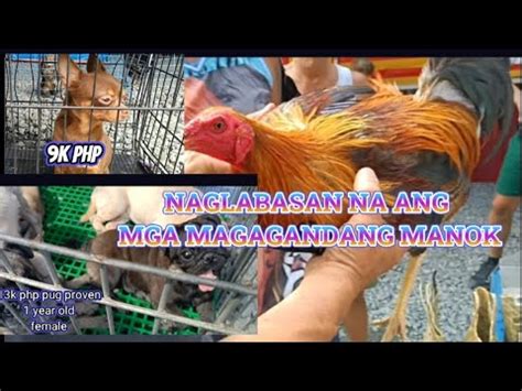 manok panabong price|Iba pa.